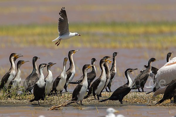 Weissbrustkormoran (Phalacrocorax lucidus)