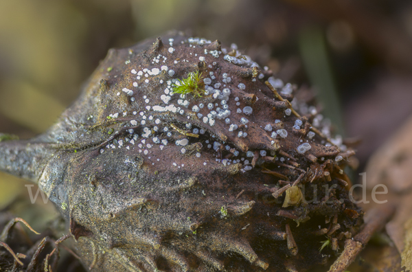 Weisses Haarbecherchen (Lachnum virgineum)