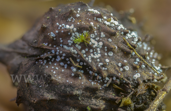 Weisses Haarbecherchen (Lachnum virgineum)