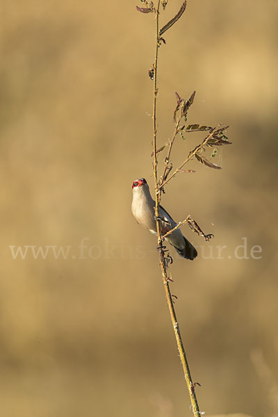 Wellenastrild (Estrilda astrild)