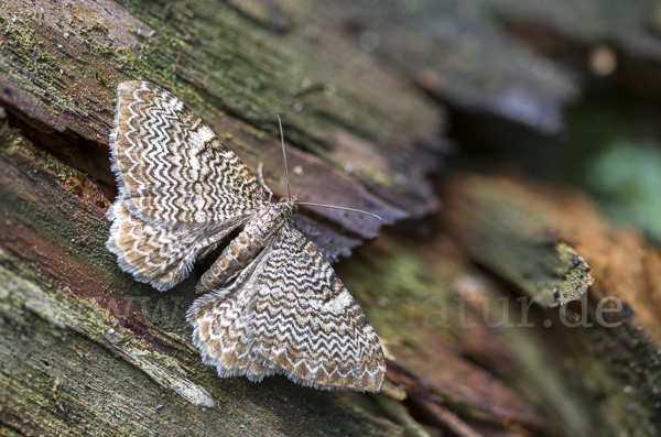 Wellenspanner (Hydria undulata)