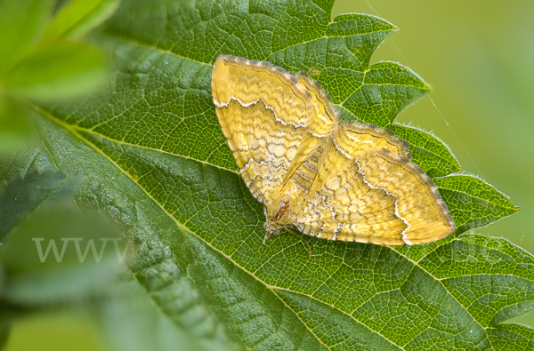 Wellenspanner (Hydria undulata)