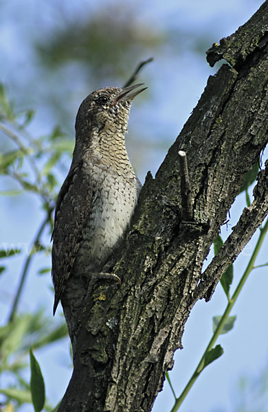 Wendehals (Jynx torquilla)