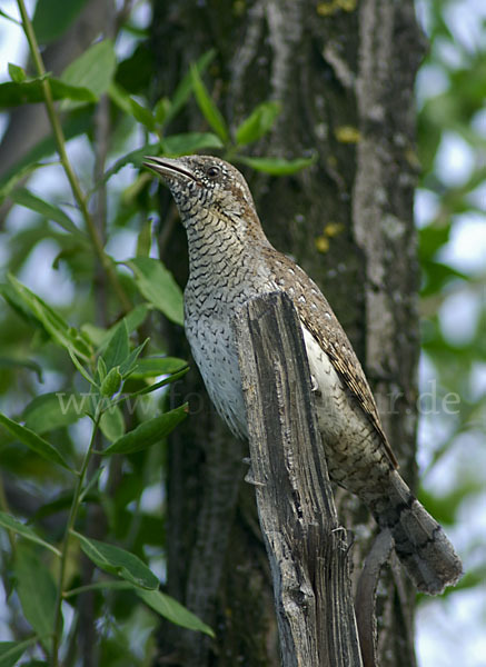 Wendehals (Jynx torquilla)