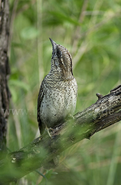 Wendehals (Jynx torquilla)