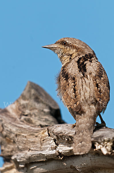 Wendehals (Jynx torquilla)