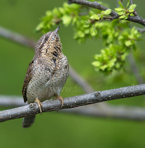 Wendehals (Jynx torquilla)