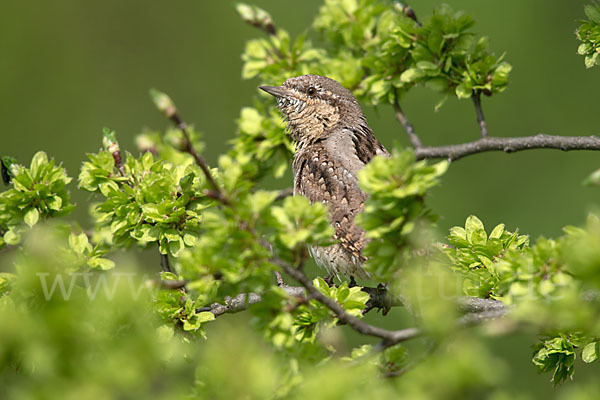 Wendehals (Jynx torquilla)