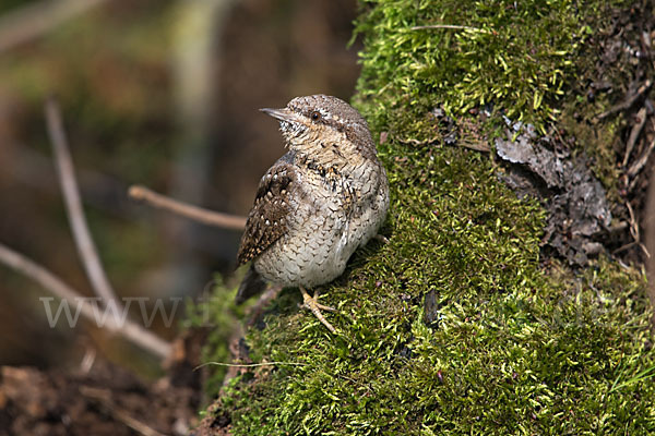 Wendehals (Jynx torquilla)