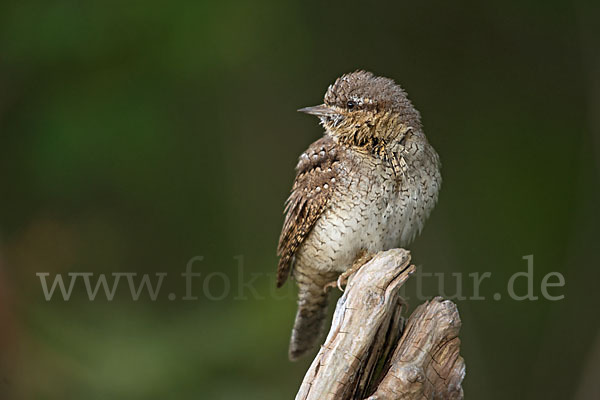 Wendehals (Jynx torquilla)