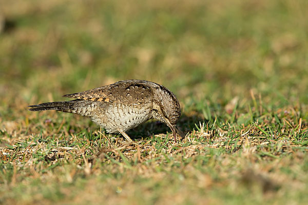 Wendehals (Jynx torquilla)