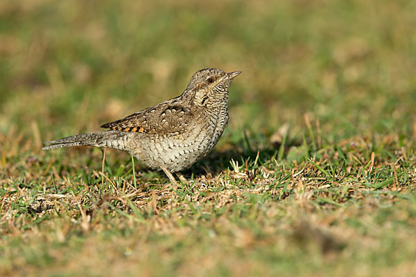 Wendehals (Jynx torquilla)