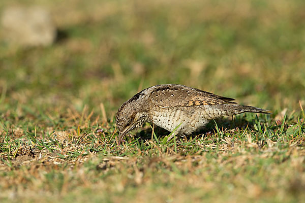 Wendehals (Jynx torquilla)