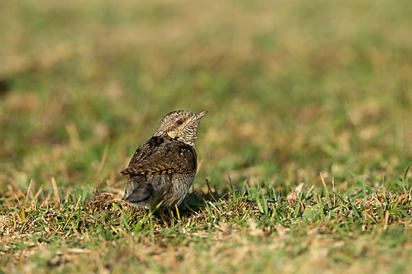 Wendehals (Jynx torquilla)