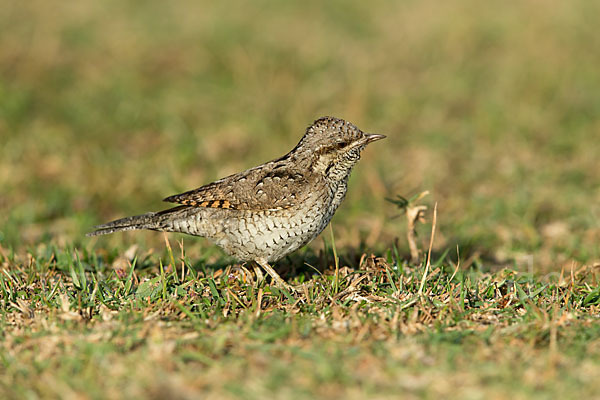 Wendehals (Jynx torquilla)