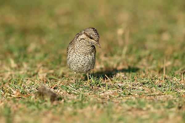 Wendehals (Jynx torquilla)