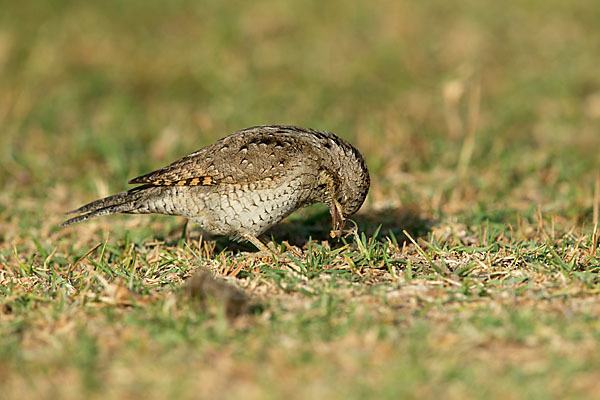 Wendehals (Jynx torquilla)