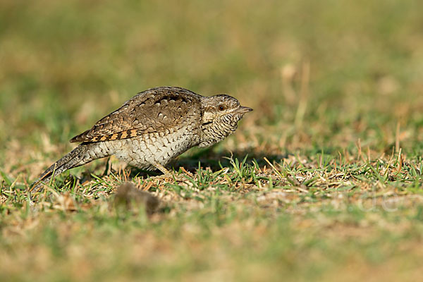 Wendehals (Jynx torquilla)