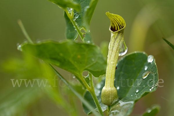 Wenignervige Osterluzei (Aristolochia paucinervis)