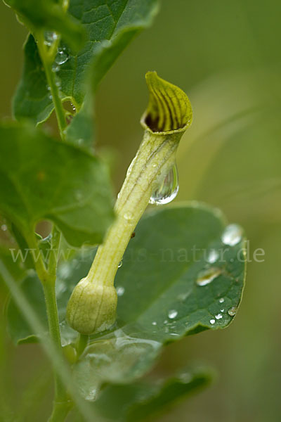 Wenignervige Osterluzei (Aristolochia paucinervis)