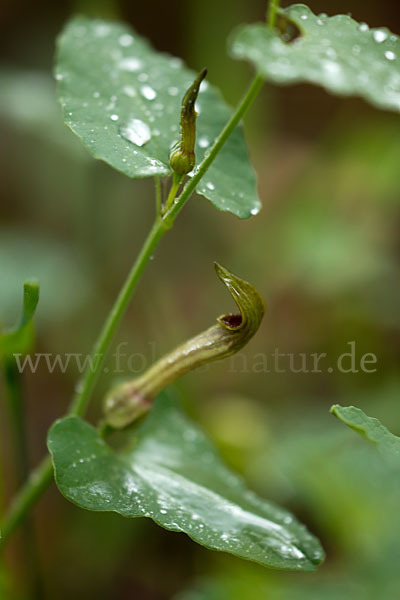 Wenignervige Osterluzei (Aristolochia paucinervis)