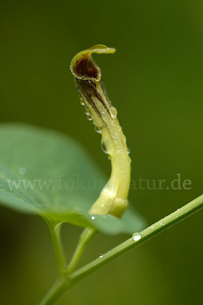 Wenignervige Osterluzei (Aristolochia paucinervis)