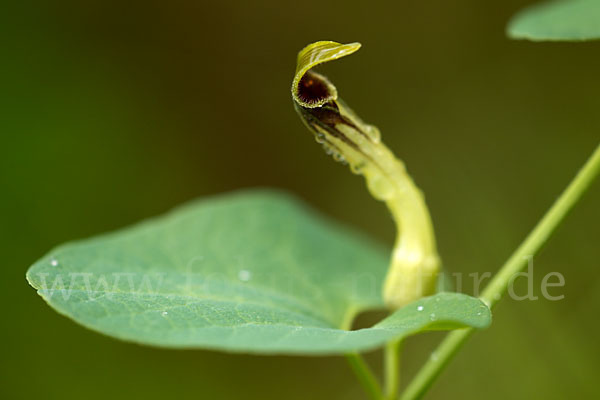 Wenignervige Osterluzei (Aristolochia paucinervis)