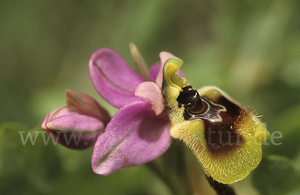 Wespen-Ragwurz (Ophrys tenthredinifera)