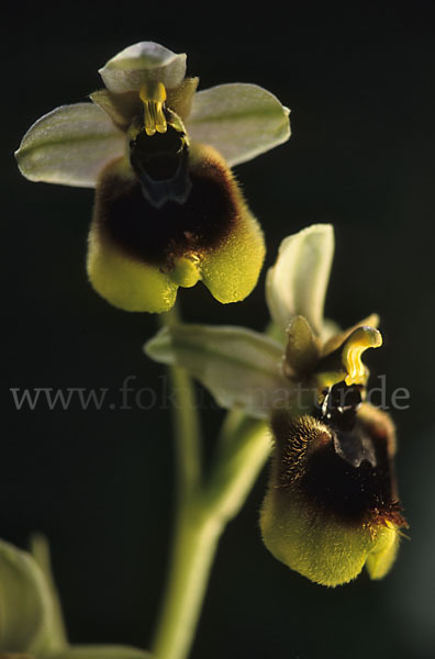 Wespen-Ragwurz (Ophrys tenthredinifera)