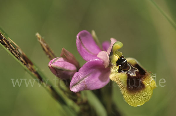 Wespen-Ragwurz (Ophrys tenthredinifera)