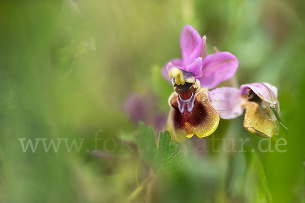 Wespen-Ragwurz (Ophrys tenthredinifera)