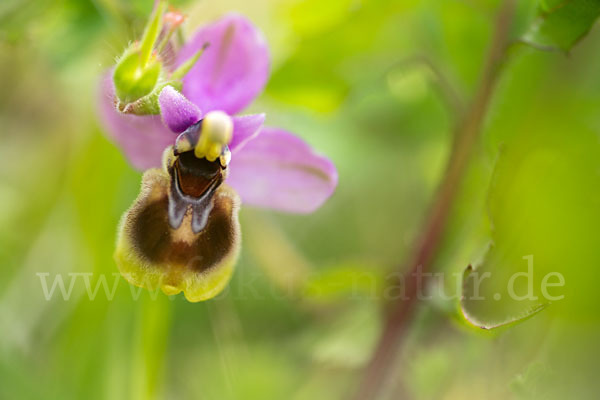 Wespen-Ragwurz (Ophrys tenthredinifera)