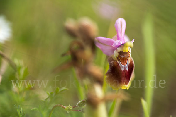 Wespen-Ragwurz (Ophrys tenthredinifera)