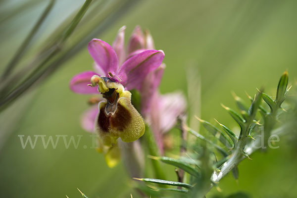 Wespen-Ragwurz (Ophrys tenthredinifera)