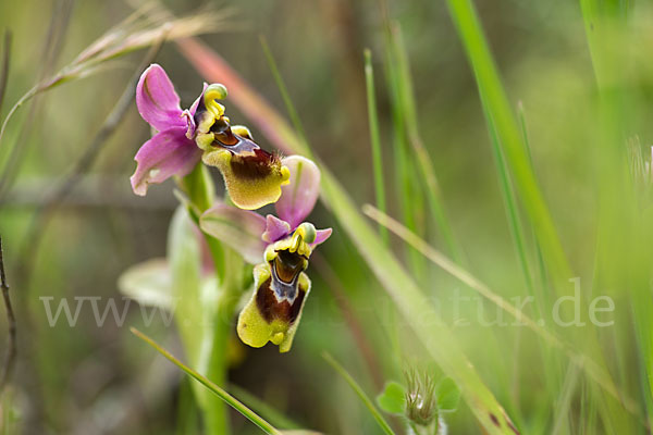 Wespen-Ragwurz (Ophrys tenthredinifera)