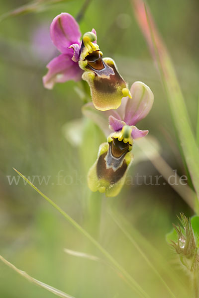 Wespen-Ragwurz (Ophrys tenthredinifera)