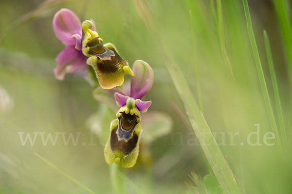 Wespen-Ragwurz (Ophrys tenthredinifera)