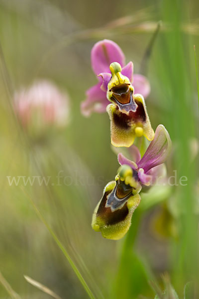 Wespen-Ragwurz (Ophrys tenthredinifera)