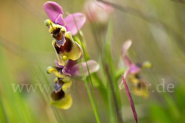 Wespen-Ragwurz (Ophrys tenthredinifera)