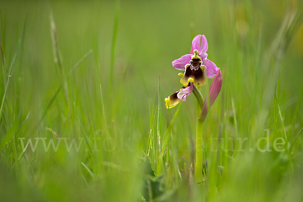 Wespen-Ragwurz (Ophrys tenthredinifera)