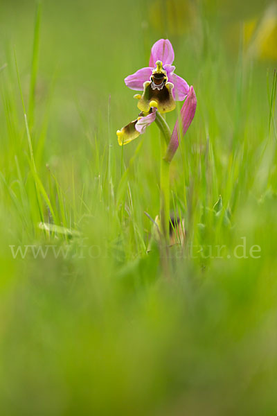 Wespen-Ragwurz (Ophrys tenthredinifera)