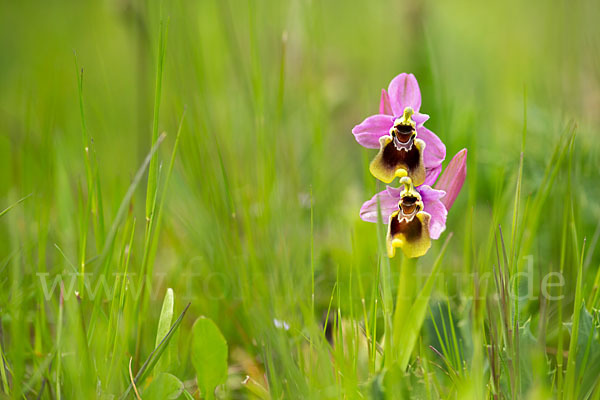 Wespen-Ragwurz (Ophrys tenthredinifera)