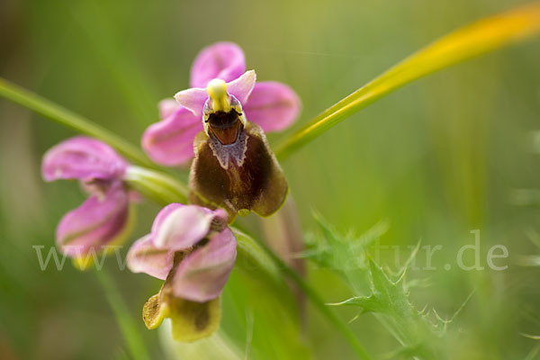 Wespen-Ragwurz (Ophrys tenthredinifera)