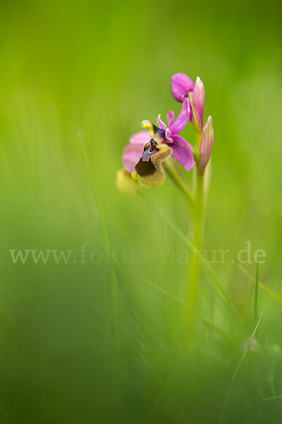 Wespen-Ragwurz (Ophrys tenthredinifera)