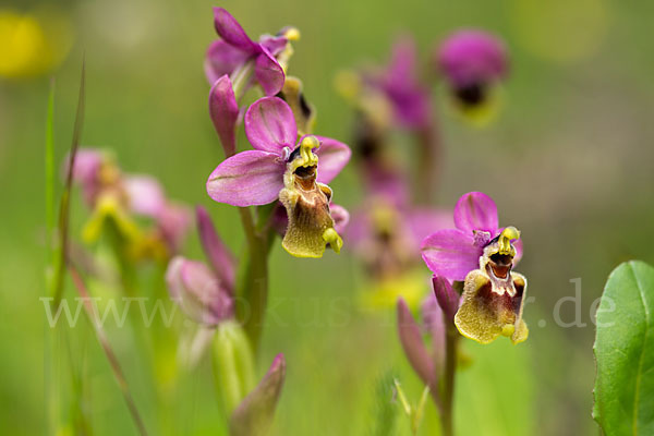 Wespen-Ragwurz (Ophrys tenthredinifera)