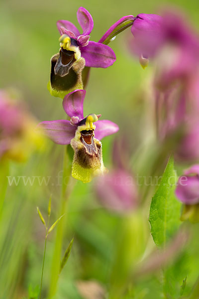 Wespen-Ragwurz (Ophrys tenthredinifera)