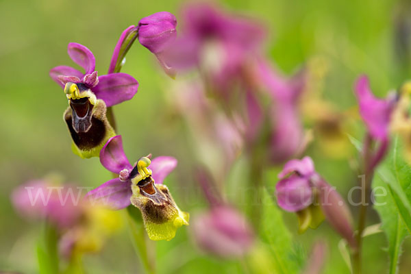 Wespen-Ragwurz (Ophrys tenthredinifera)