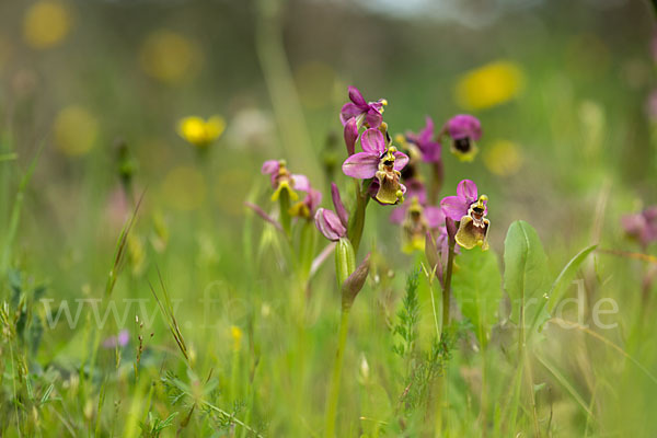 Wespen-Ragwurz (Ophrys tenthredinifera)