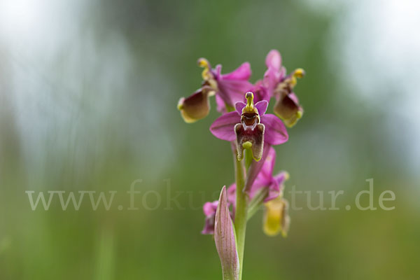 Wespen-Ragwurz (Ophrys tenthredinifera)