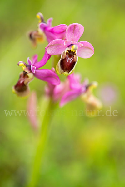 Wespen-Ragwurz (Ophrys tenthredinifera)